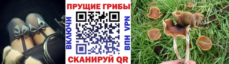 Галлюциногенные грибы Cubensis  Купить  Весьегонск 